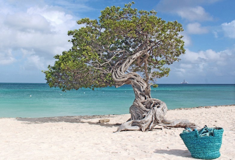 Fofoti Tree on Eagle Beach Aruba in the Caribbean