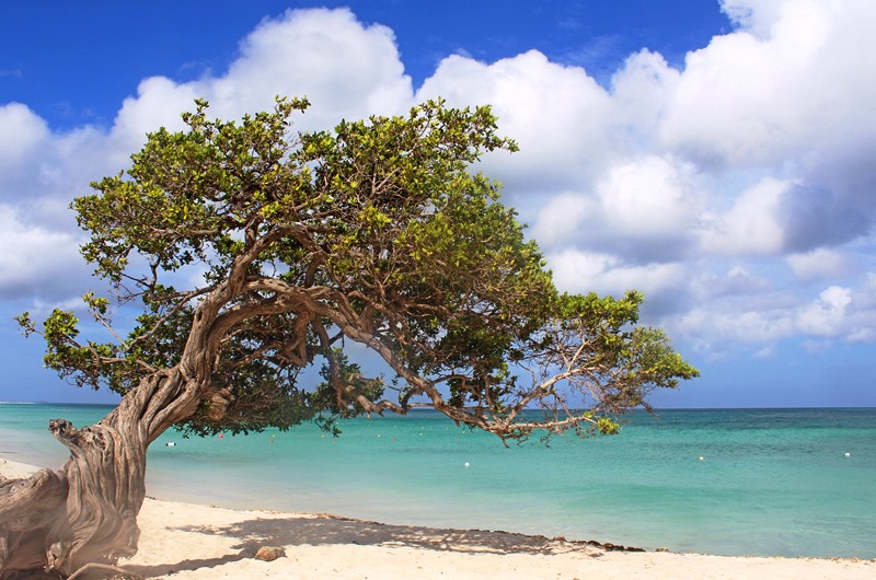Fofoti Tree on Eagle Beach Aruba in the Caribbean