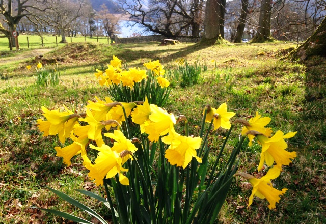 Daffodils at Ullswater - spring in the Lake District