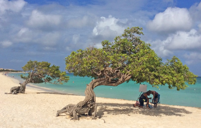 Divi divi trees on Eagle Beach on Aruba in the Caribbean. Photo Zoe Dawes