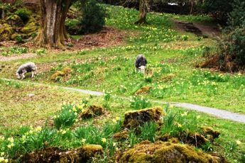 Herdwick sheep and daffoldils in Dora's Field in Rydal, Lake District, Cumbria