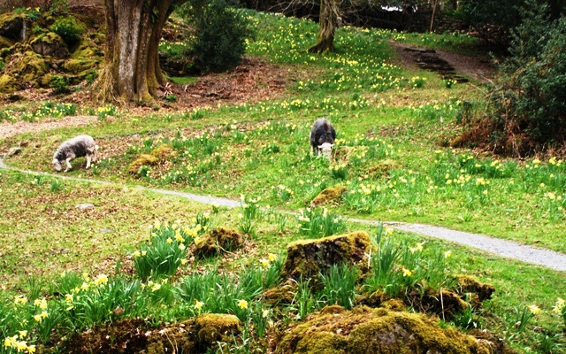 Herdwick sheep and daffoldils in Dora's Field in Rydal, Lake District, Cumbria