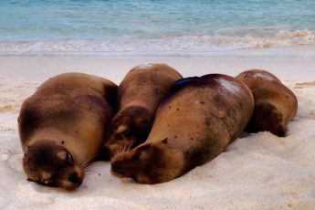 Four-sea-lions-Espanola-Galapagos Islands Ecuador - photo Zoe Dawes