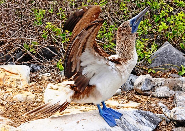 Galapagos Islands Blue-footed Booby