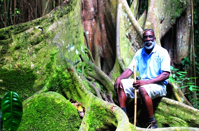 In the rain forest on St Kitts Caribbean island - photo Zoe Dawes