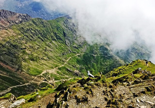 Seagull on top of Snowdon North Wales