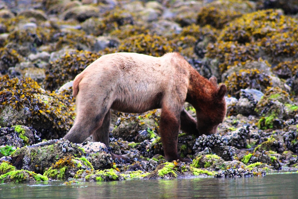 Grizzly bear cub at Knight Inlet British Columbia Canada - photo Zoe Dawes